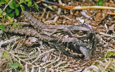 Nightjar sentado em um ninho no chão