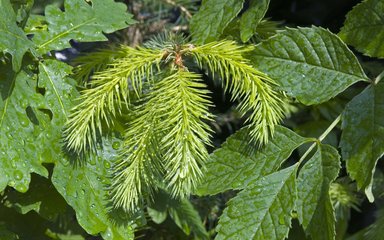 mix of broadleaf and conifer leaves