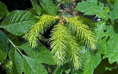 broadleaf and conifer leaves