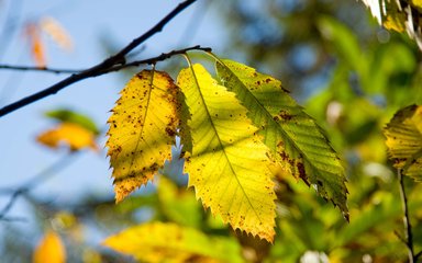 Leaves turning orange at the start of autumn