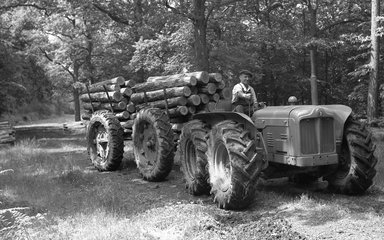 A black and white photo of a tractor carrying logs on a trailer from Alice Holt Forest