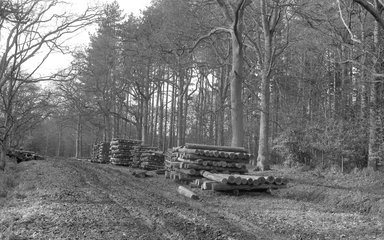 A black and white photo of log piles beside a track in Alice Holt Forest