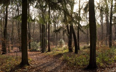 Basing wood