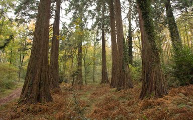 Conifer tree trunks looking up