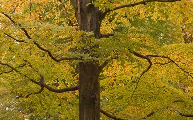Generic autumnal tree 