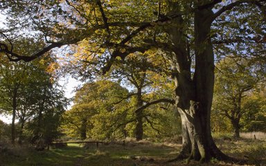 Big beech tree