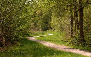 chambers wood walking trail