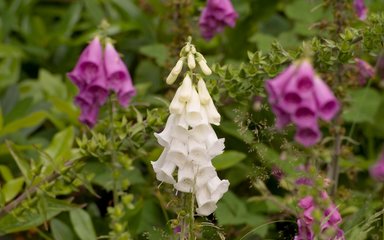 Pink and white foxgloves 