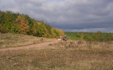 People walking dogs through wood and field 