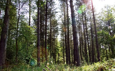 Conifer trees view from the ground, looking up