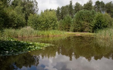 Pond in forest 