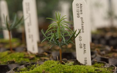 Spanish fir tree seedling in nursery