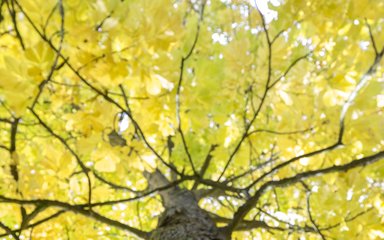 Katsura tree