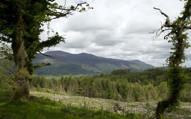 Whinlatter forest view from Heavy Sides walking trail