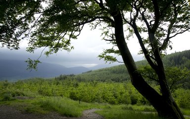 Walking trail at Whinlatter Forest