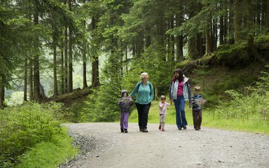 Whinlatter forest family walking