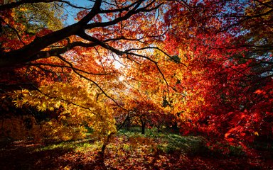 Autumn Westonbirt