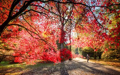 Tree in forest