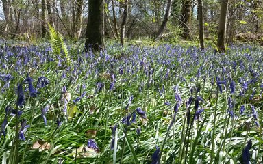 Blue flowers at Cann Wood 