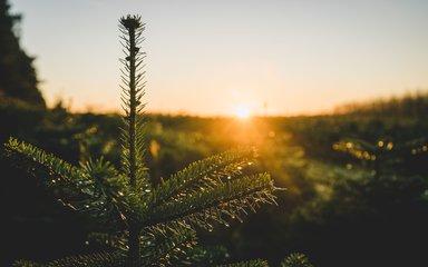 Top of christmas tree sunrise