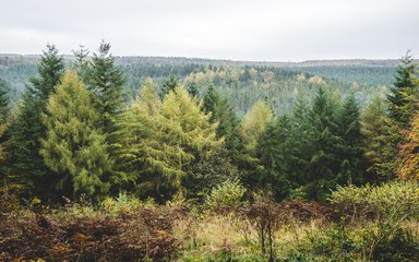 A line of conifer trees in front of a vast forest covered in mist.