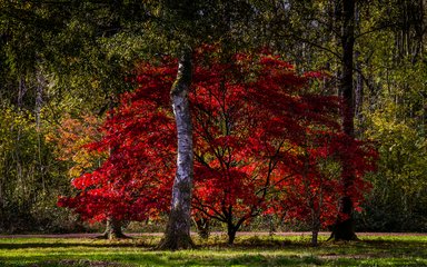 Autumn Westonbirt