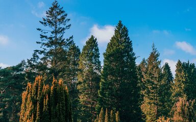 Bedgebury Treetops