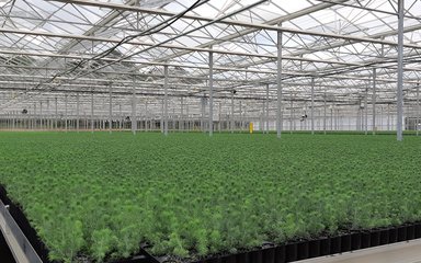 Saplings growing in large glasshouse