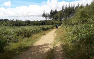 People walking in the distance on bright sunny day in the forest