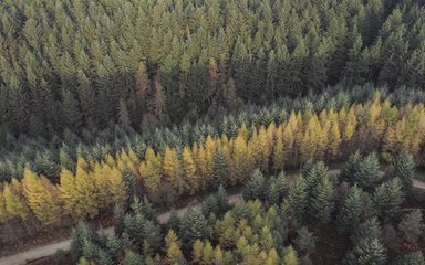 Forest from the sky