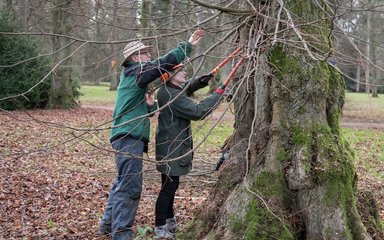 Tree Team Volunteers