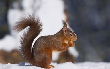 Red squirrel in the snow
