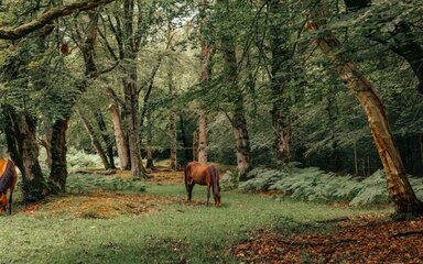 A pony walks through the New Forest