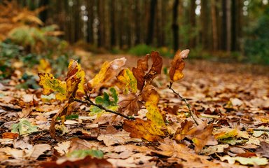 A close up on oak leaves in shades of brown, green and yellow shown on the forest floor during autumn