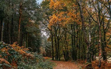 Autumnal forest scene with golden leaves on the trees and ground