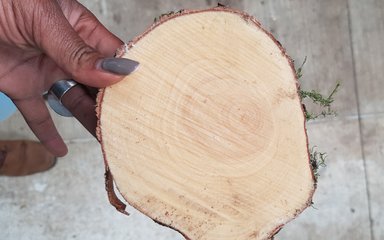 Hand holding piece of wood log