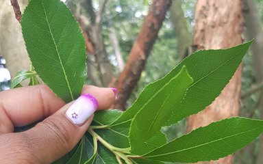 Hand holding bunch of leaves 