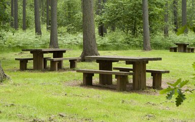 Three wooden picnic benches in a forest clearing surrounded by trees