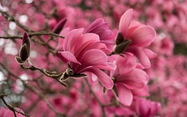 Magnolia