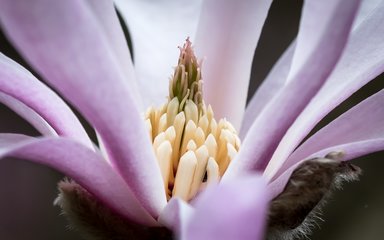 close up magnolia