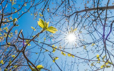 Bright green buds and young leaves on branches, against a blue sunny sky.