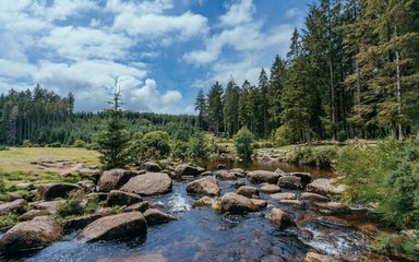 river running through a forest