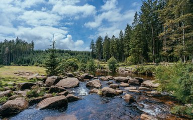 river running through a forest