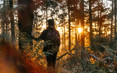 Woman standing in woodland at sunset