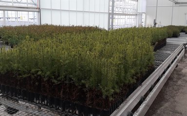 Douglas fir saplings growing in glasshouse
