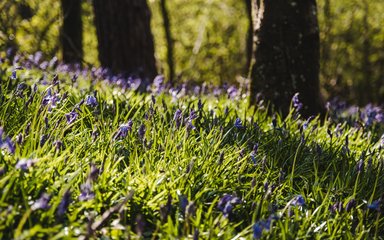 Bluebells on the forest floor