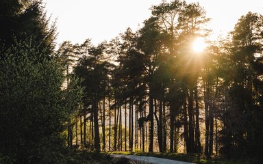 Sunlight through trees