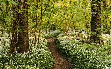 Path running through forest floor filled with wild garlic