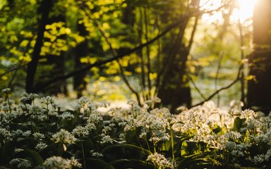 Wild garlic in spring