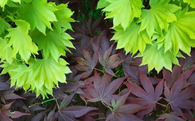 Leaves in spring 